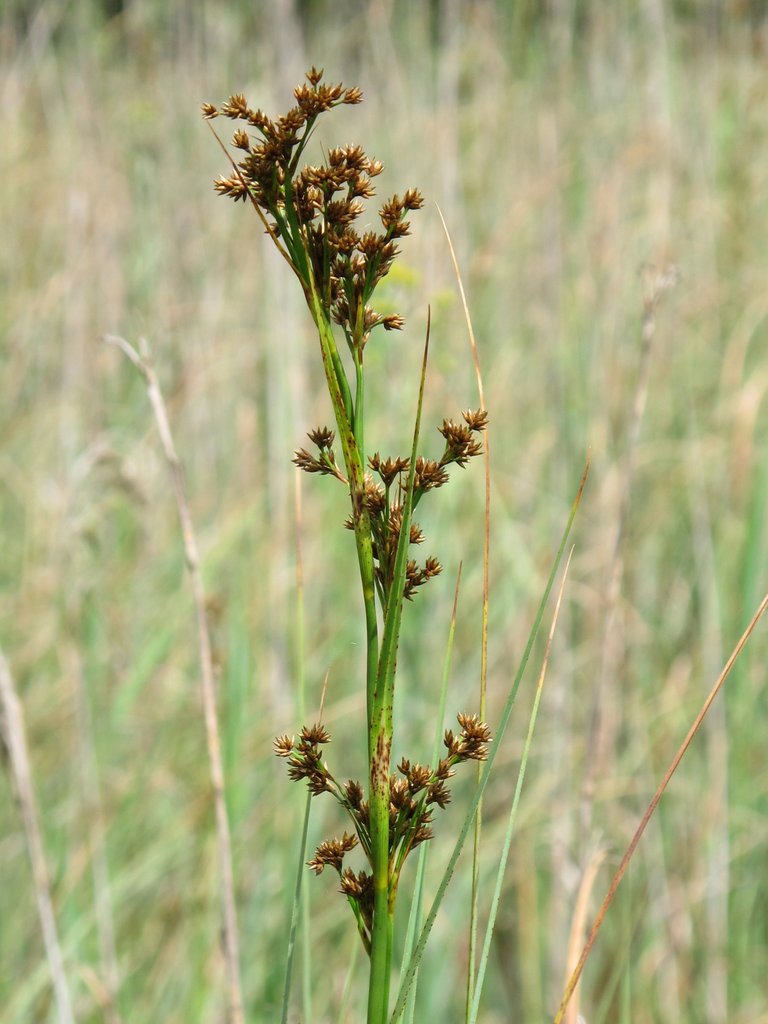 Cladium mariscus